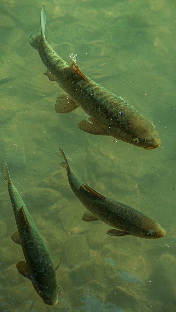Fish Swimming Underwater