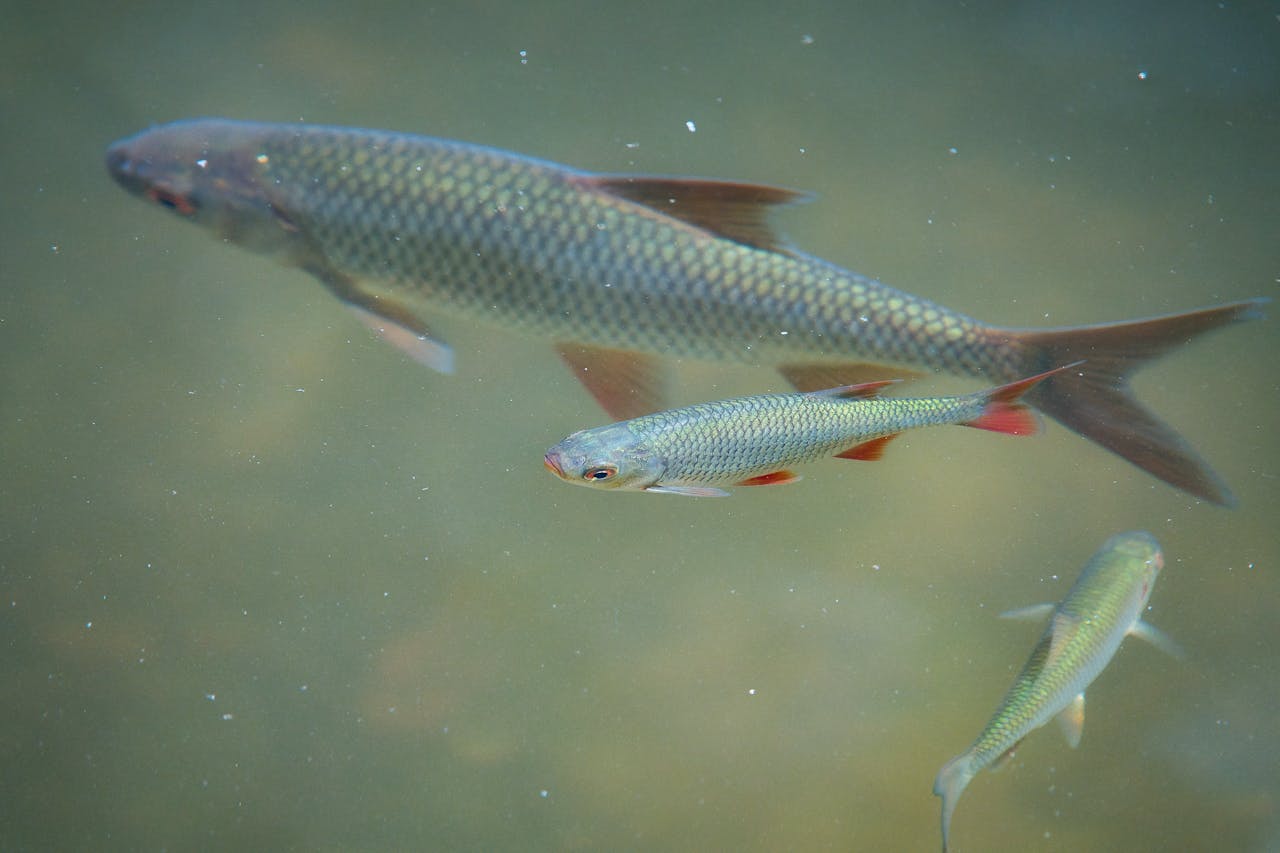 Silver fish with red fins